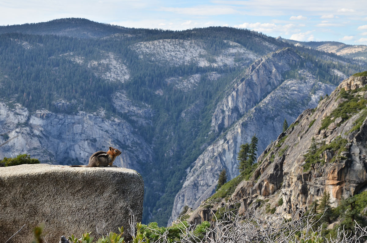 Yosemite view